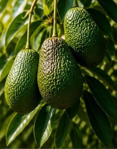 Avocados ripening on the tree