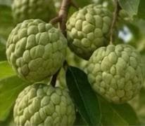 Custard apples growing on the branch